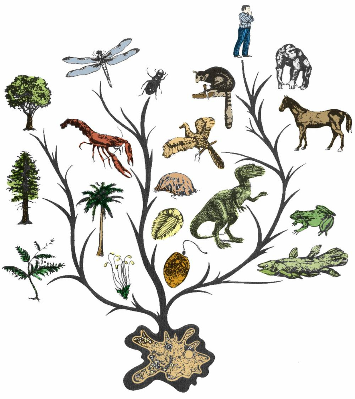 Скопление живых организмов. Эволюционное Древо Дарвина. Филогенетическое дерево царства растений. Дарвин про биоразнообразие.
